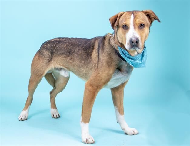 Pet of the week: Bosco